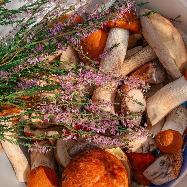 Champignon shiitake