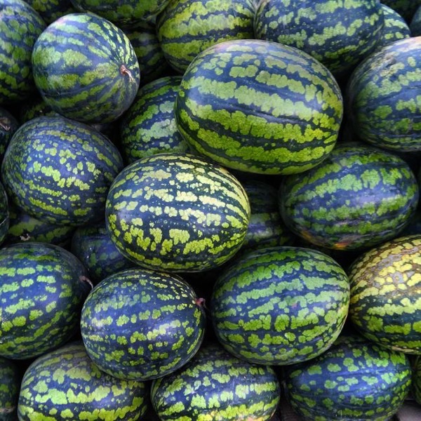 Pastèque