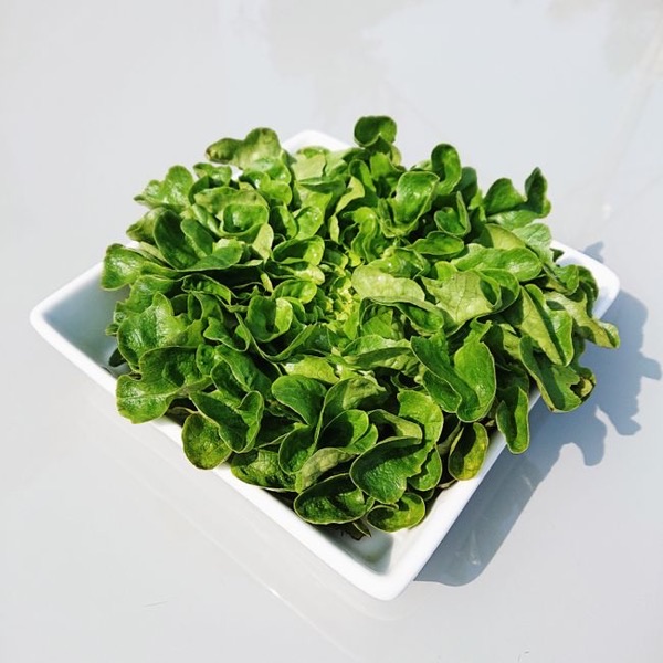 Salade verte