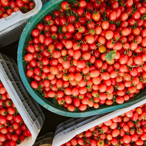 Tomate cerise
